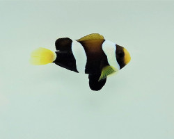 Amphiprion Milii - Djm  Allevato Europa M