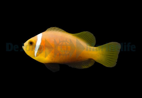 Amphiprion Nigripes - Djm Allevato Europa M