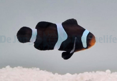 Amphiprion Ocellaris (Darwin) - Allevato Europa S