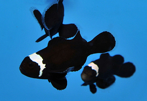 Amphiprion Ocellaris (Darwin) Misbar - Allevato Europa S