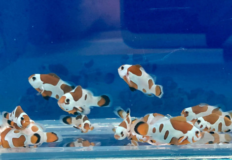 Amphiprion Ocellaris Black Storm -  Allevato Europa  M