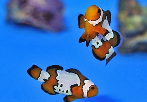 Amphiprion Ocellaris Bullet Hole (Coppia) - Allevato Europa M