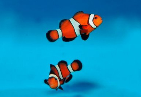 Amphiprion Ocellaris Fancy Black - Allevato Europa Ml