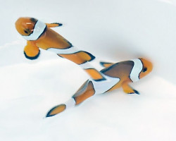 Amphiprion Ocellaris M