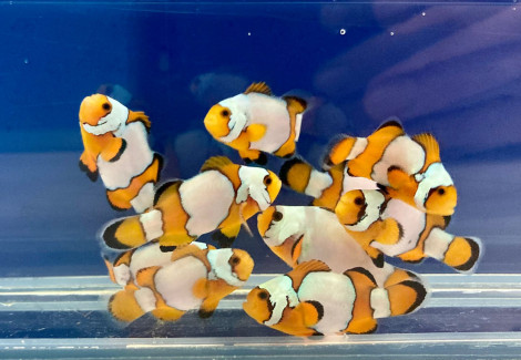 Amphiprion Ocellaris Snowflake -  Allevato Europa S