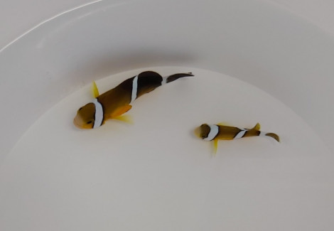 Amphiprion Tricinctus Ml