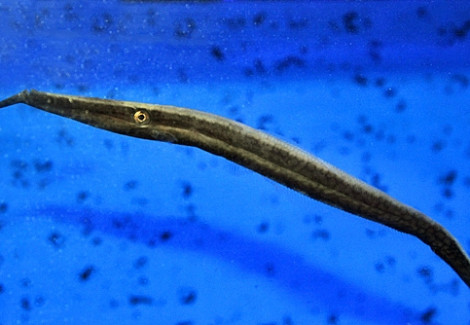 Anacanthus Barbatus M