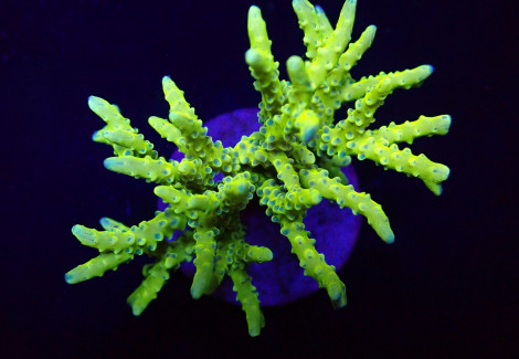 Anacropora Spp. (Green Goblin) M