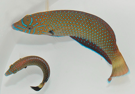 Anampses Caeruleopunctatus M