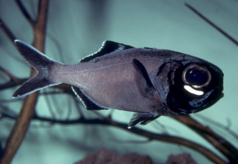Anomalops Katoptron M