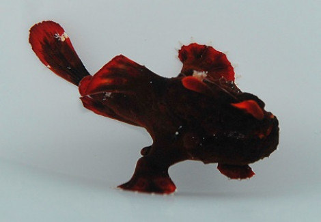 Antennarius Pictus Ml