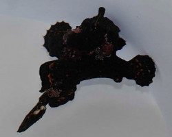 Antennarius Spp. (Black) Ml