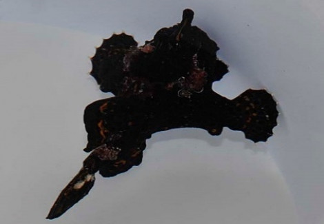 Antennarius Spp. (Black) Ml