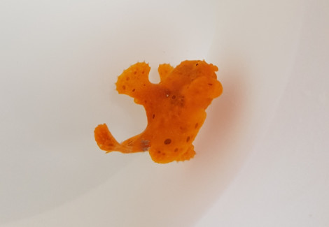 Antennarius Spp. (Orange) Ml