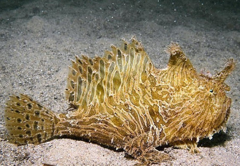 Antennarius Striatus Ml