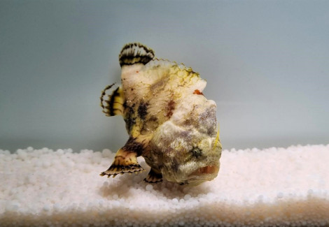 Antennarius Tuberosus S