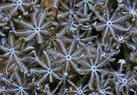 Anthelia Desjardiniana Ml