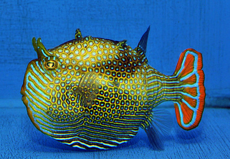 Aracana Ornata (Maschio) (Temperate Water) L
