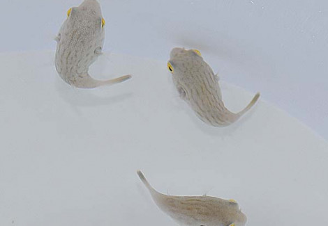 Arothron Manilensis S