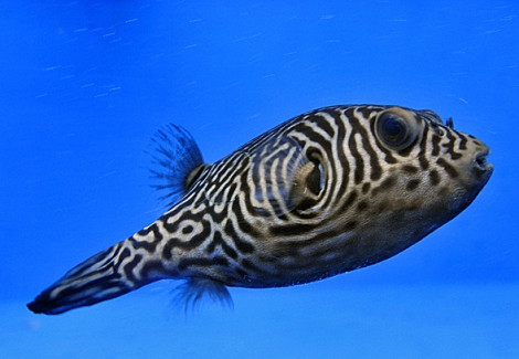 Arothron Multilineatus L