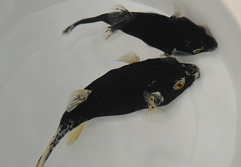 Arothron Nigropunctatus (Black/White) Ml