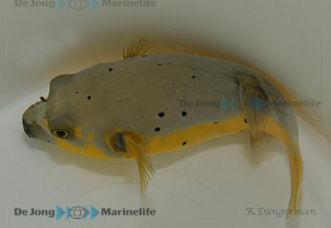 Arothron Nigropunctatus (Yellow Phase) Ml