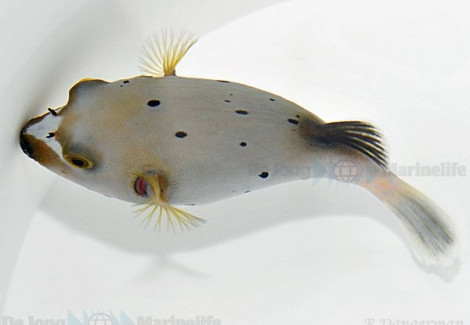Arothron Nigropunctatus Ml