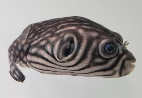 Arothron Reticularis M