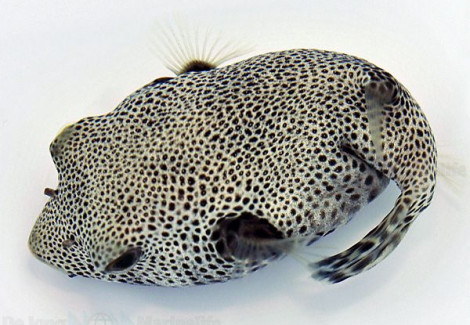 Arothron Stellatus S
