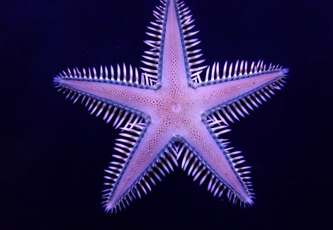 Astropecten Polyacanthus M