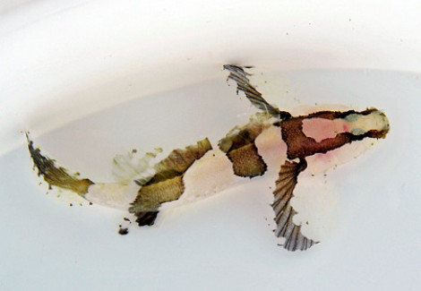Callogobius Crassus S