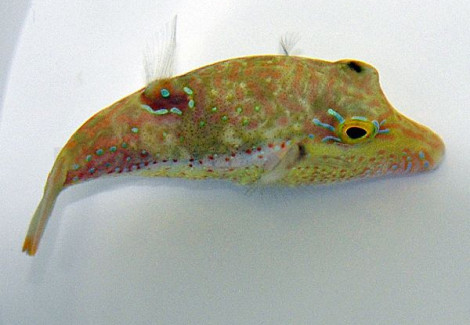 Canthigaster Bennetti M