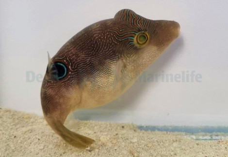 Canthigaster Compressa M