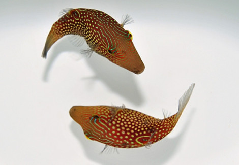 Canthigaster Janthinoptera M