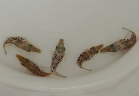 Canthigaster Leoparda M