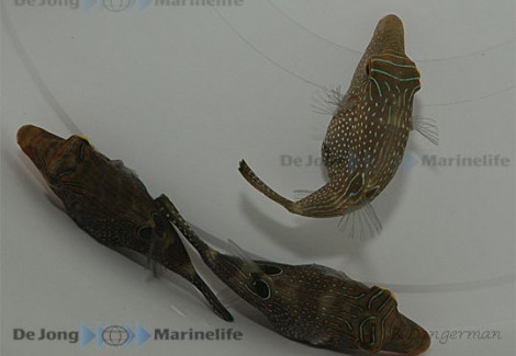 Canthigaster Solandri M