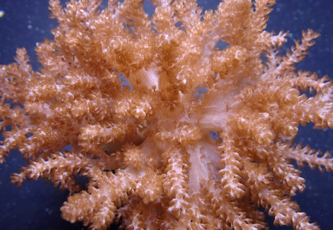Capnella Spp. (Jakarta) Ml