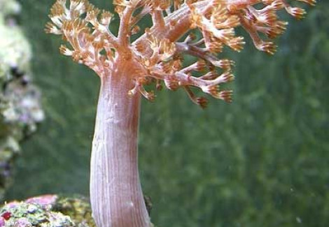 Capnella Spp. (Kenya) Xs