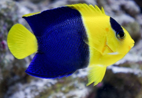 Centropyge Bicolor M