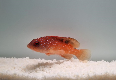 Cephalopholis Fulvus S
