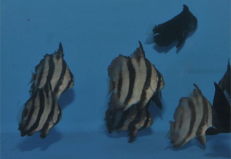 Chaetodipterus Faber Ml