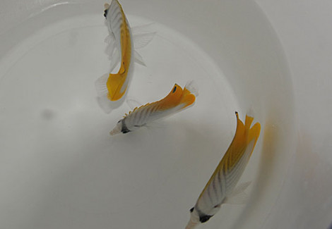 Chaetodon Auriga L