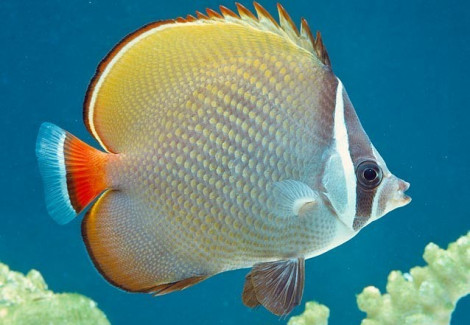 Chaetodon Collare Ml