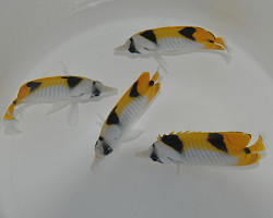 Chaetodon Falcula M