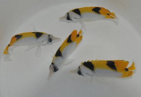 Chaetodon Falcula M