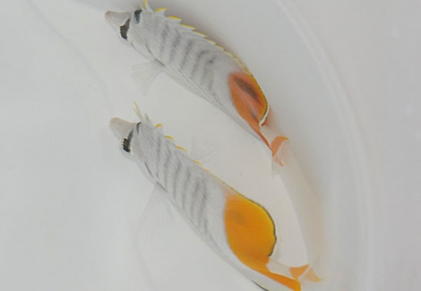 Chaetodon Madagaskariensis M