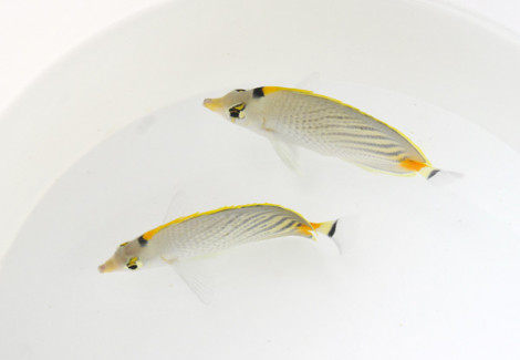 Chaetodon Pelewensis M
