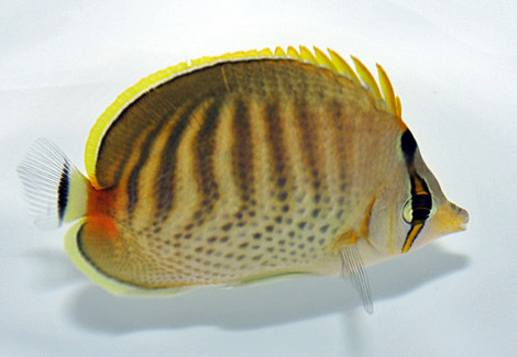 Chaetodon Punctatofasciatus M