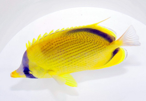 Chaetodon Semeion M