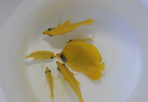 Chaetodon Semilarvatus Ml